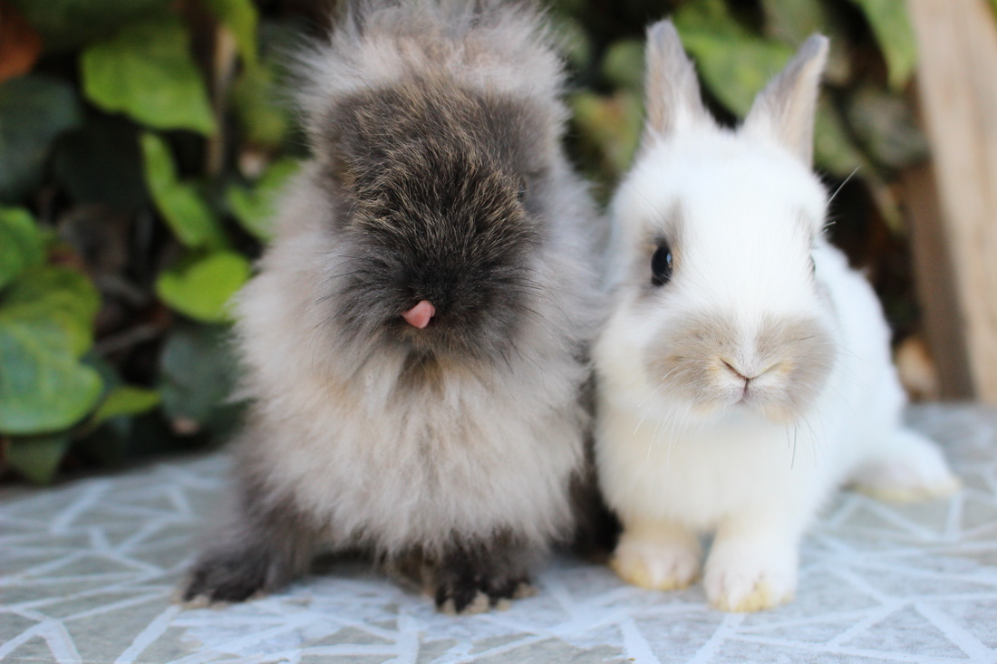 Available Rabbits - Nutwood's Rabbitry